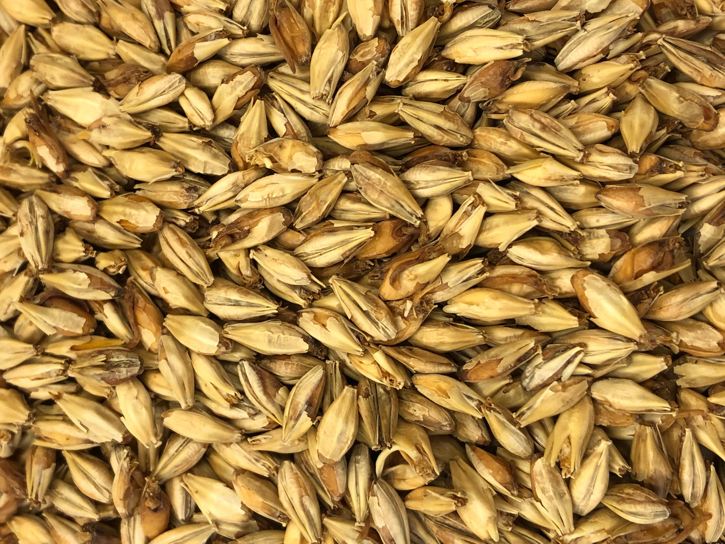 アメリカン ハニーモルト・American Honey Malt