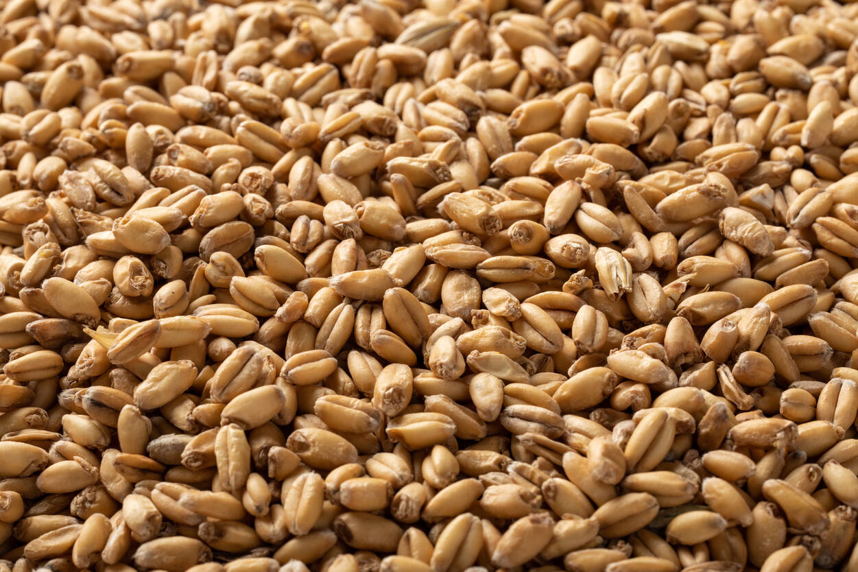 ワイト ウィートモルト・White Wheat Malt