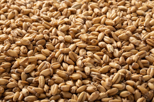 ワイト ウィートモルト・White Wheat Malt