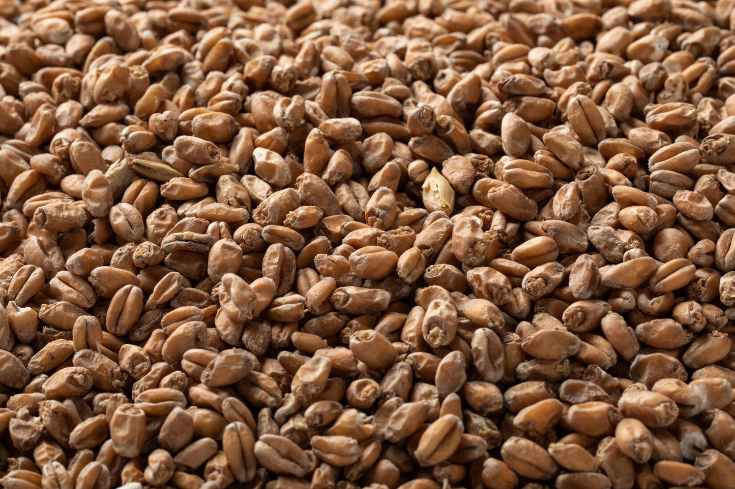 レッド ウィートモルト・Red Wheat Malt