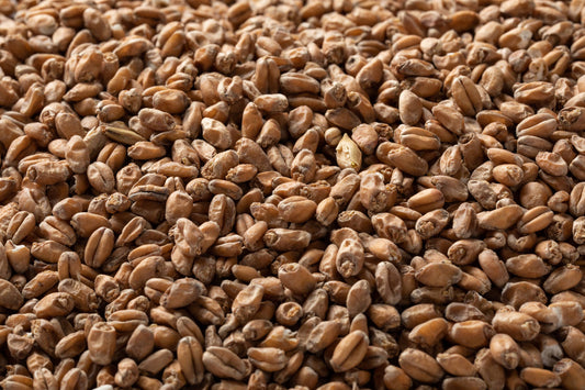 レッド ウィートモルト・Red Wheat Malt