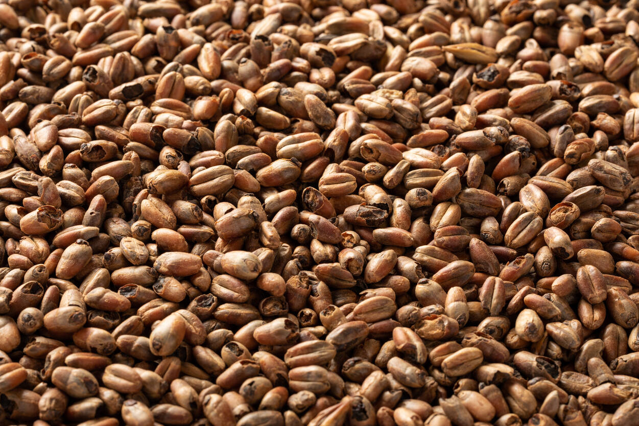 カラクリスタル ウィートモルト 55L・Caracrystal® Wheat Malt 55L