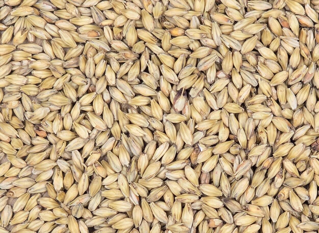 ライトハウス ミュンヘンモルト・Lighthouse™ Munich Malt