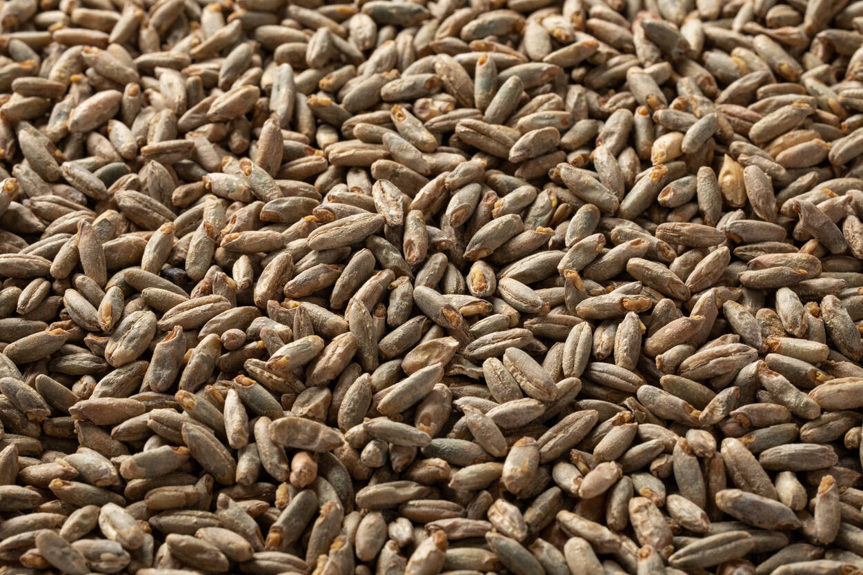 ライモルト・Rye Malt
