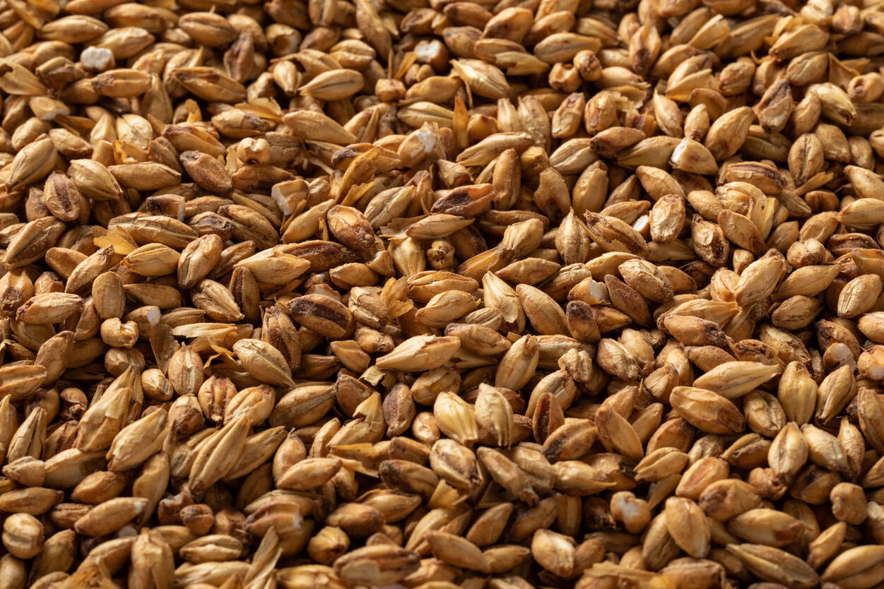 チェリーウッド スモークモルト・Cherry Wood Smoked Malt
