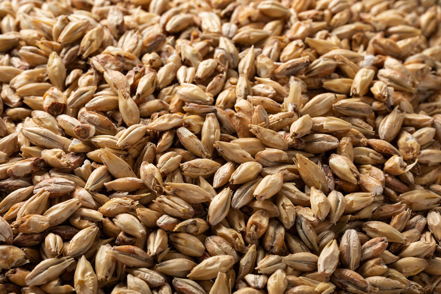 アッシュバーン マイルドモルト・Ashburne® Mild Malt