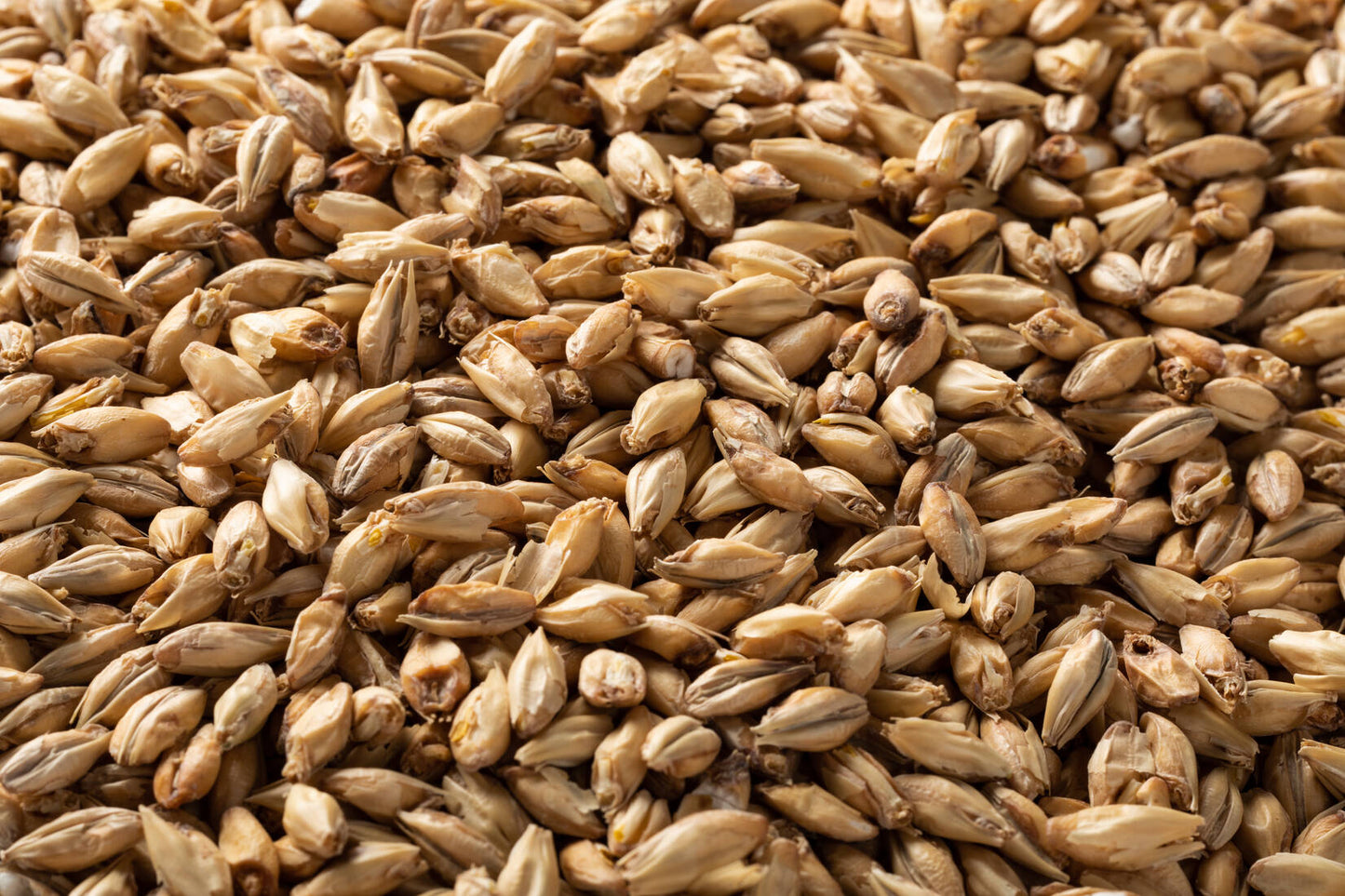 ブリュワーズモルト・Brewers Malt