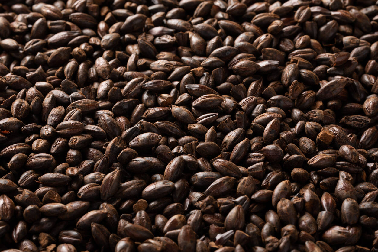 ブラックバーリー・Black Barley