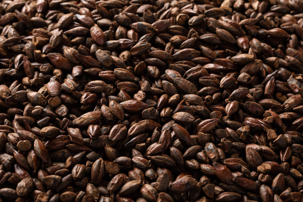 ローストバーリー・Roasted Barley