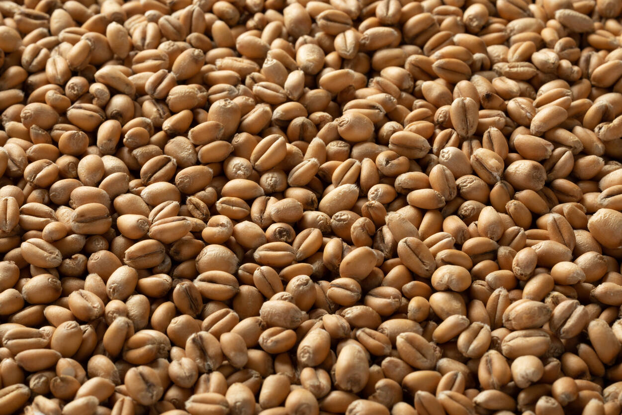 ブリュワーズトリーファイドウィート・Brewers Torrified Wheat